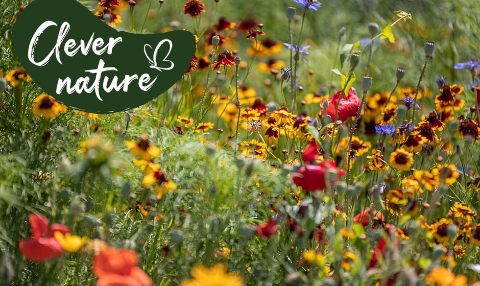 Farbige Blumenpracht, Clever Nature Logo