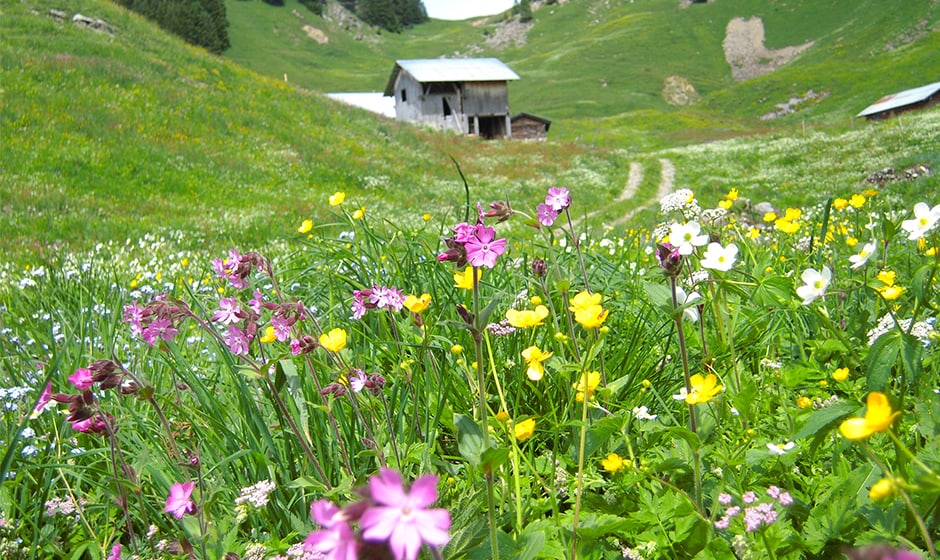Alpenblumen-Rasen