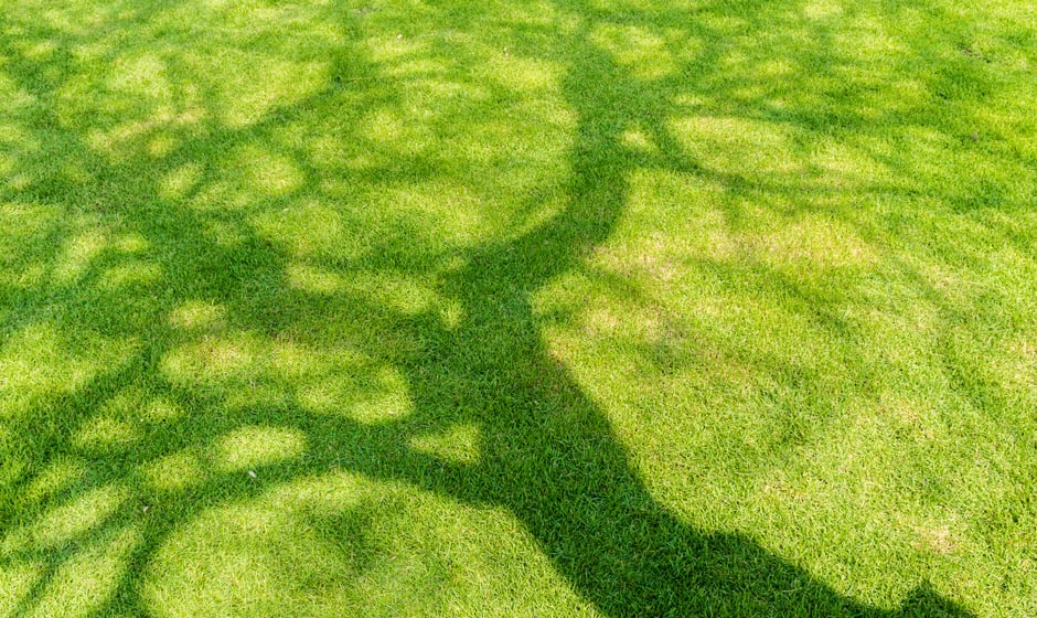 Baum wirft Schatten auf Rasenfläche