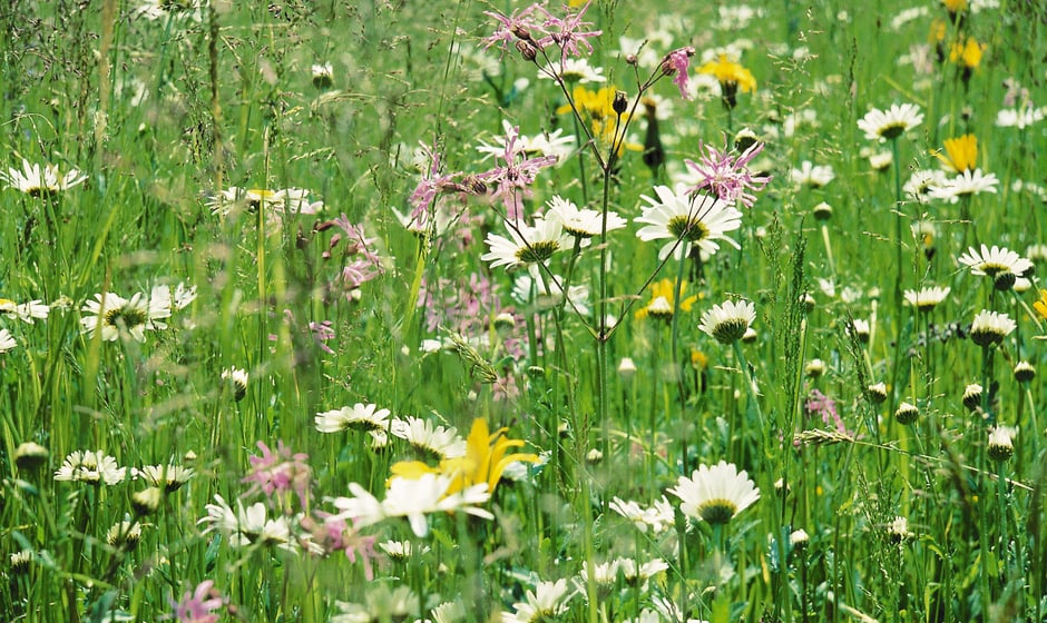 Ansaat Von Blumenwiesen Und Blumenrasen Eric Schweizer Ag