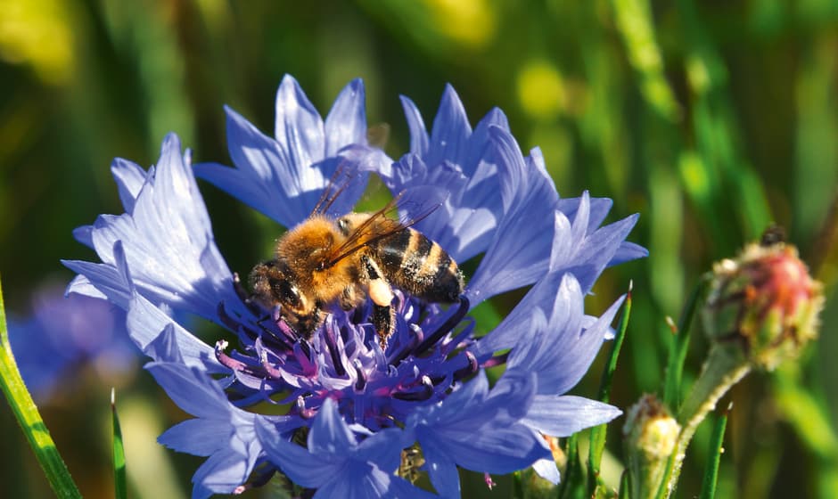 Splendeur florale colorée pour les abeilles
