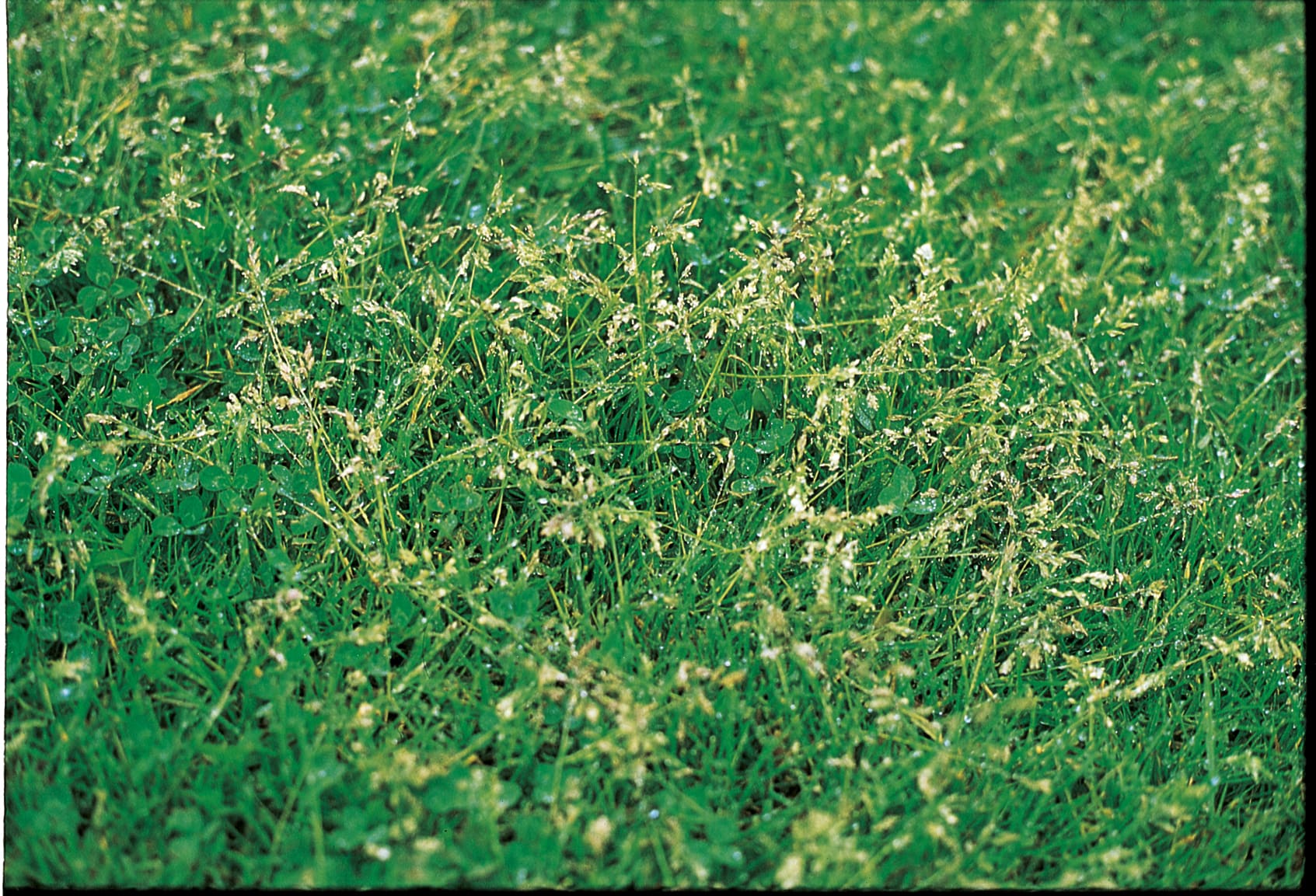 Les Principales Mauvaises Herbes Et Gramin es Ind sirables Dans Le Les Principales Mauvaises Herbes Et Gramin es Ind sirables Dans Le