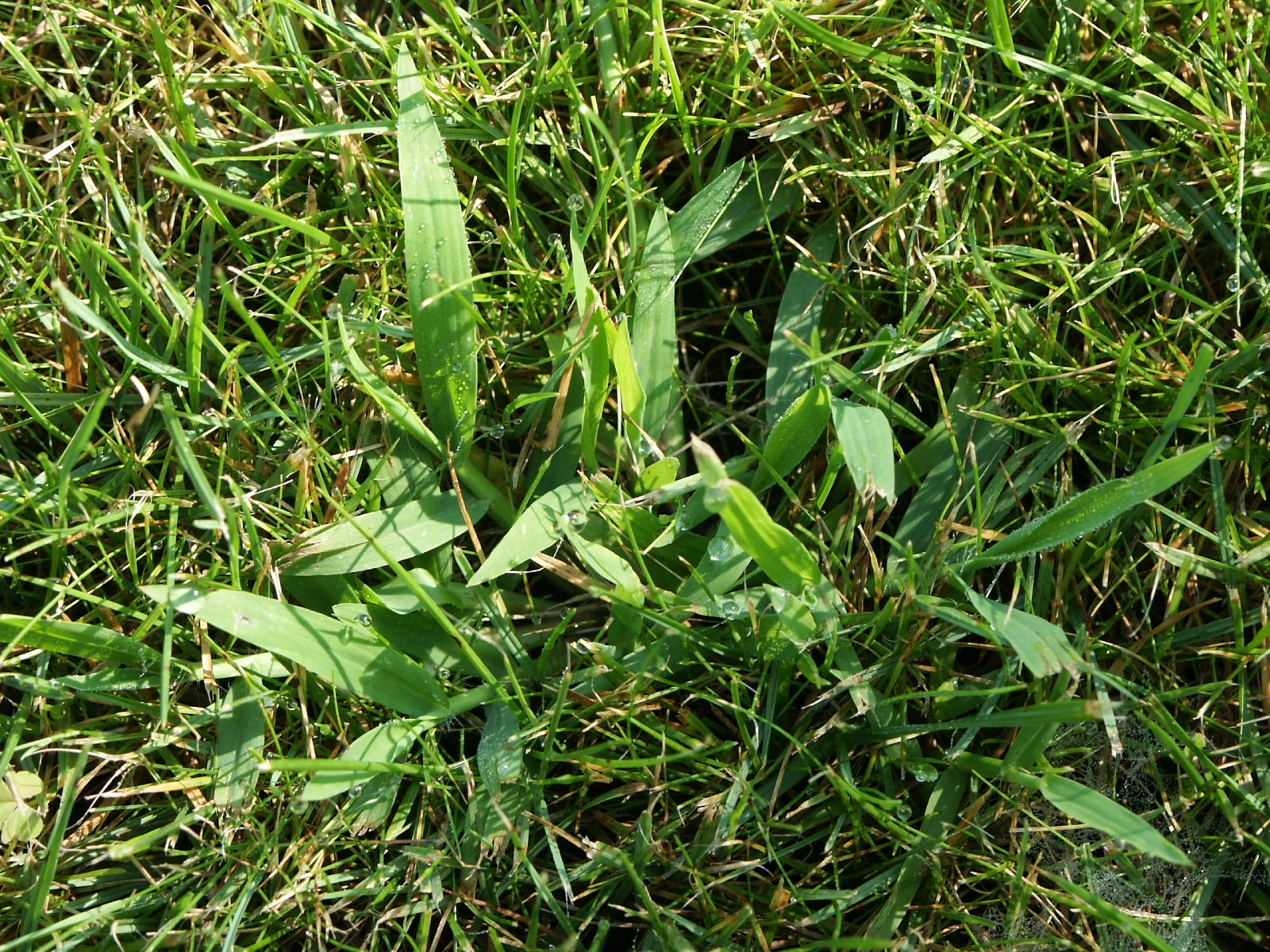 Les Principales Mauvaises Herbes Et Gramin es Ind sirables Dans Le Les Principales Mauvaises Herbes Et Gramin es Ind sirables Dans Le