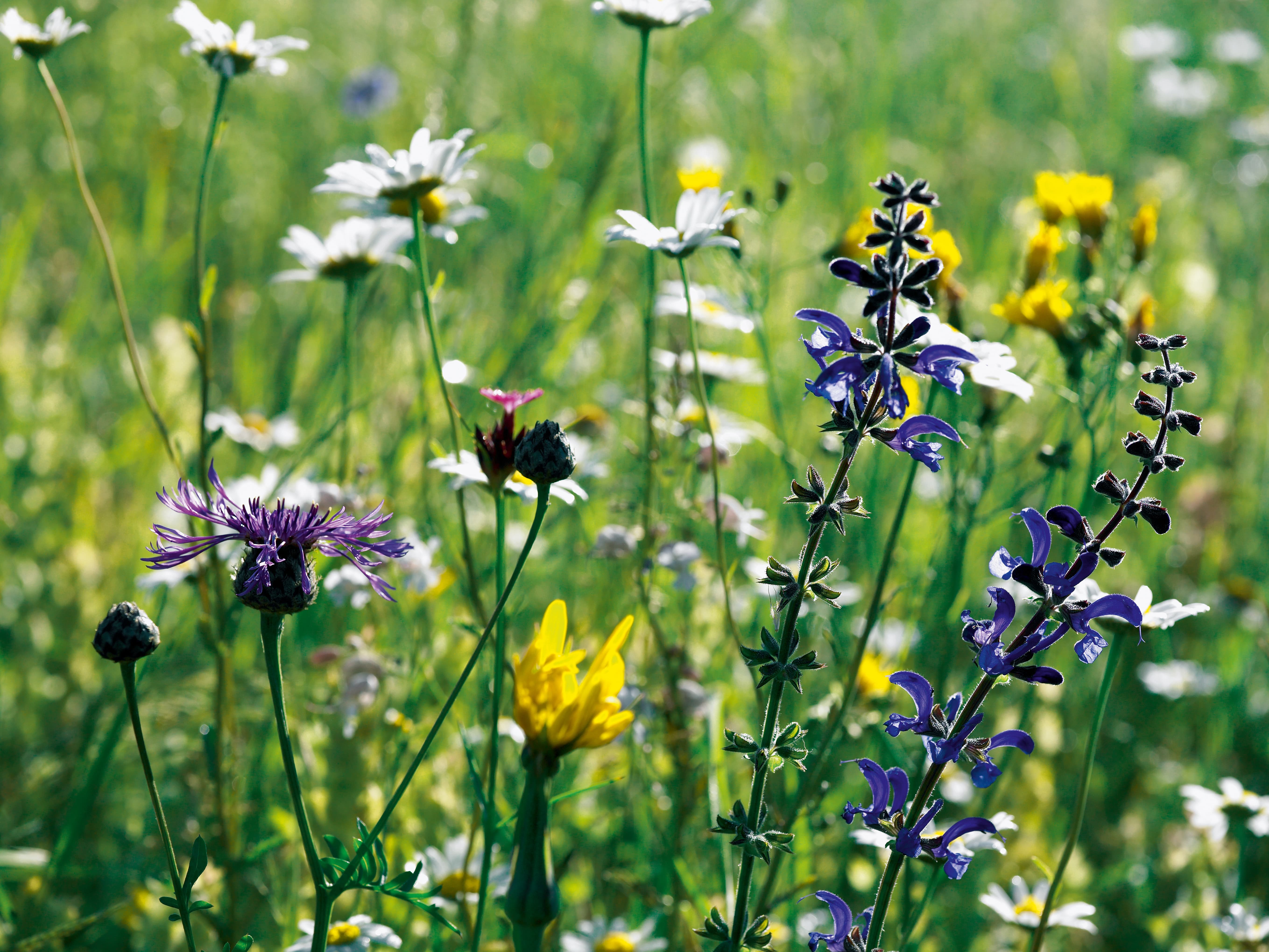 Ansaat Von Blumenwiesen Und Blumenrasen | Eric Schweizer AG