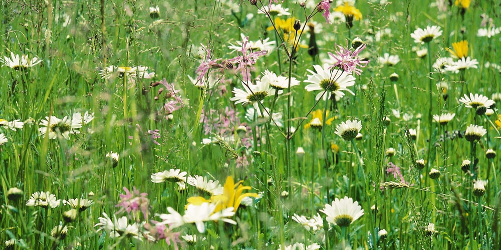 Prairie avec des fleurs