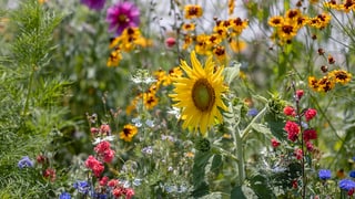 Verlegeanleitung Blumenmatten Schritt 5