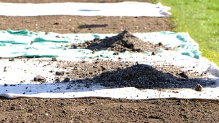 Die klassische Ansaat von Blumen benötigt jeweils viel Zeit und Geduld, damit ein blumenreiches Ergebnis gelingt. Schneller und einfacher geht es mit den Blumenmatten von Clever Nature!  Sie zaubern innert 2 Monaten bunte Blütenwiesen in den Garten. Die Pflanzung ist einfach. Duft, Farben und das Summen der Insekten sorgen für eine Wohlfühloase.   Die wertvollen Samen sind in ein natürliches Woll-Viskose-Vlies eingebettet, das die empfindlichen Keimlinge schützt und die Pflanzung einfach macht. Das Vlies un