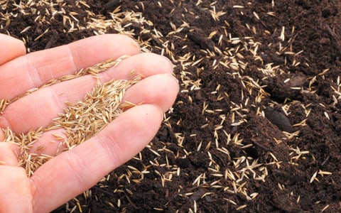 Rasenrenovation | Eric Schweizer AG