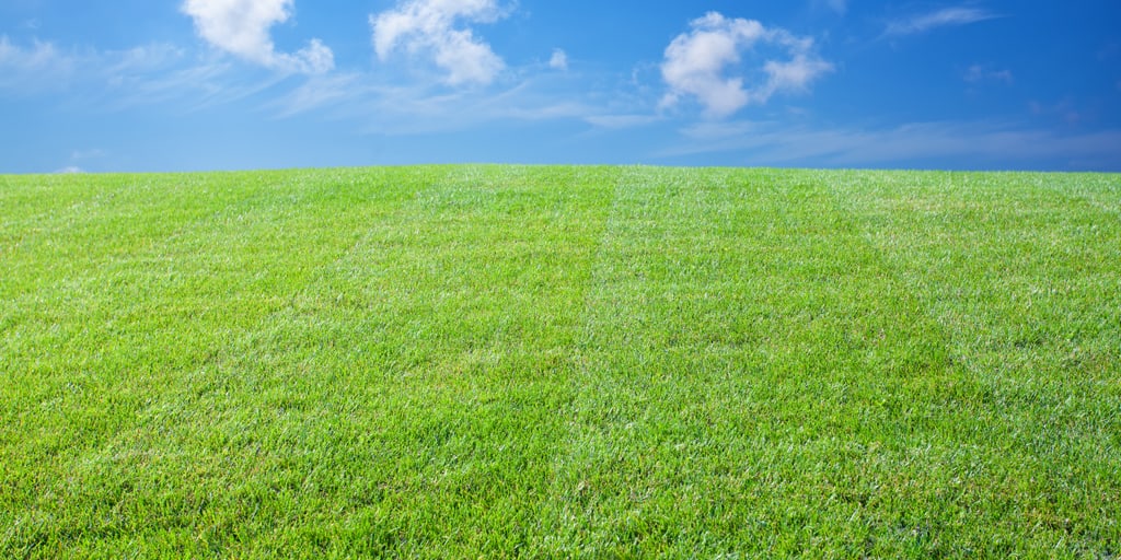 Sommer-Survival-Tipps für den Rasen | Eric Schweizer AG